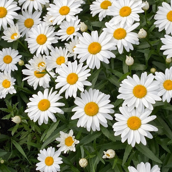 Meet your Posher, Daisy - Picture 1 of 1